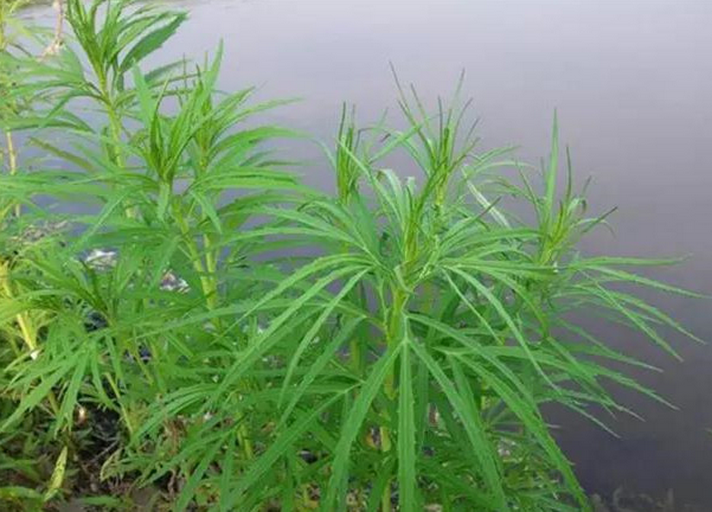 芦蒿柳蒿柳叶蒿菠蒿萎蒿野生中草药新鲜全株500g 热销推荐
